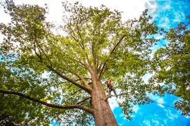 How Our Tree Care Process Works  in  Takoma Park, MD